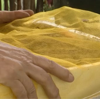 såing av blomsterfrø såing av blomsterfrø